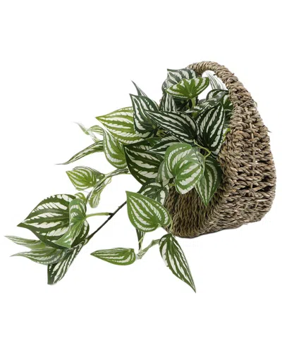 Flora Bunda Trailing Ivy In 8.5in Hanging Basket In Brown