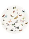 Fornasetti Butterfly-print Ceramic Dish In White