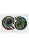 Fornasetti Giro Di Conchiglie Porcelain Ashtray In White