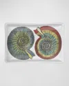 Fornasetti Rectangular Ashtray - Conchiglie Black Color White In Green