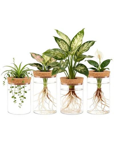 Fresh Fab Finds 4-pack Glass Plant Propagation Stations In Multi