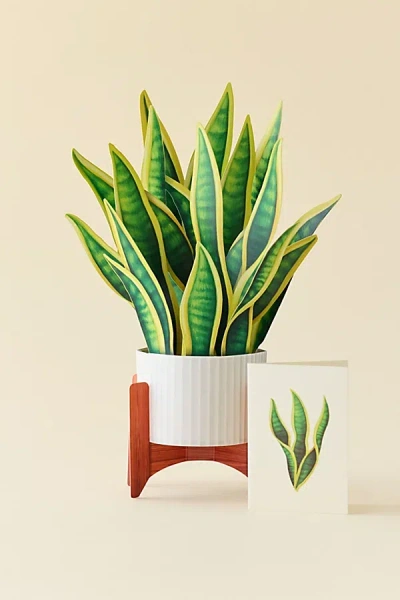 Freshcut Paper Snake Plant Pop-up Greeting Card In Assorted At Urban Outfitters