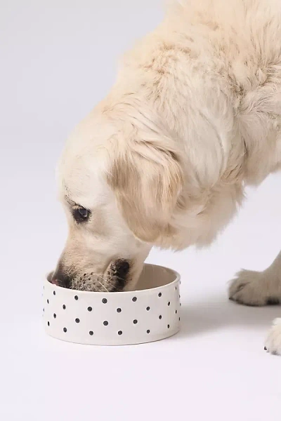 Fringe Studio Memento Polka-dot Pet Bowl In White