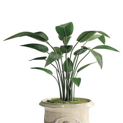 Frontgate 4 Ft. Traveler Palm