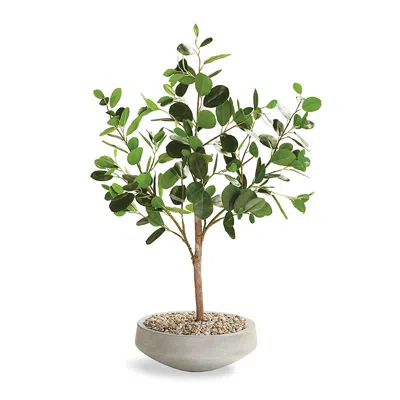 Frontgate Ficus Tree In Natural Clay Bowl In Blue