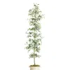 Frontgate Indoor/outdoor Black Olive Tree