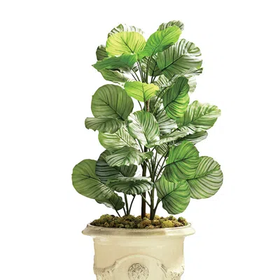 Frontgate Indoor/outdoor Calathea Orbifolia Plant