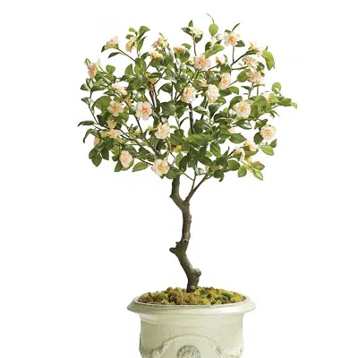 Frontgate Indoor/outdoor Camellia Plant