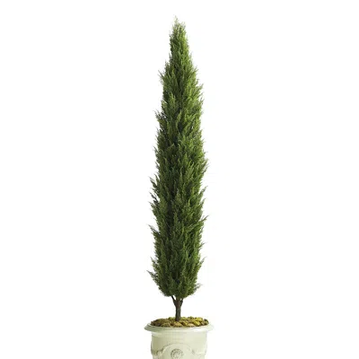 Frontgate Indoor/outdoor Cypress Tree