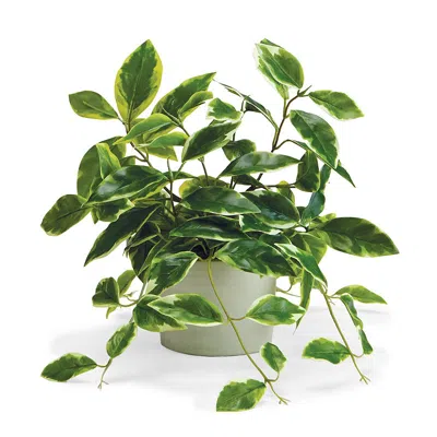 Frontgate Indoor/outdoor Pink Pothos Plant