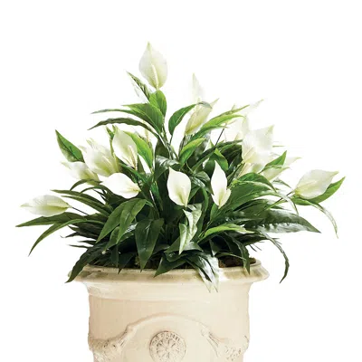 Frontgate Indoor/outdoor Peace Lily Plant