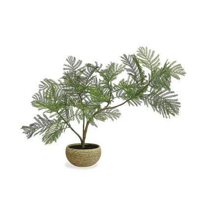 Frontgate Indoor/outdoor Tabletop Fern