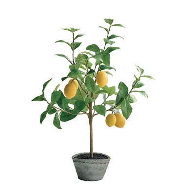 Frontgate Outdoor 2 Ft. Potted Lemon Citrus Tree In Yellow