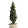 Frontgate Outdoor 4 Ft. Cedar Topiary