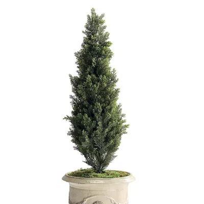 Frontgate Outdoor 4 Ft. Cedar Topiary