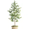 Frontgate Outdoor 6 Ft. Quince Tree