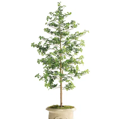 Frontgate Outdoor 6 Ft. Quince Tree