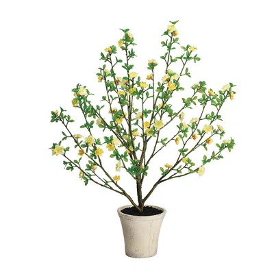 Frontgate Outdoor Blooming Patrinia Potted Plant