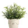 Frontgate Outdoor Dwarf Buford Plant