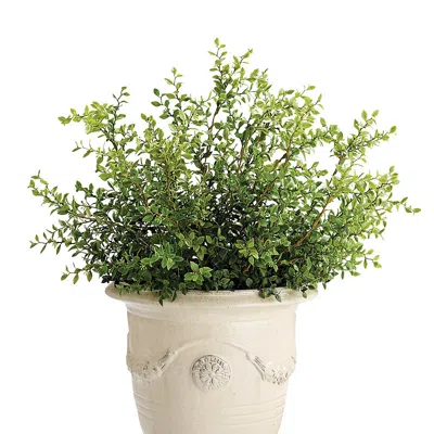Frontgate Outdoor Dwarf Buford Plant In Green