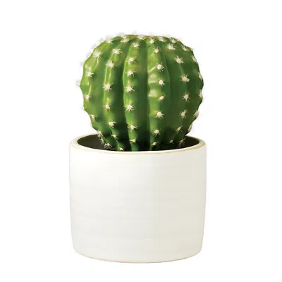 Frontgate Outdoor Potted Barrel Cactus In White