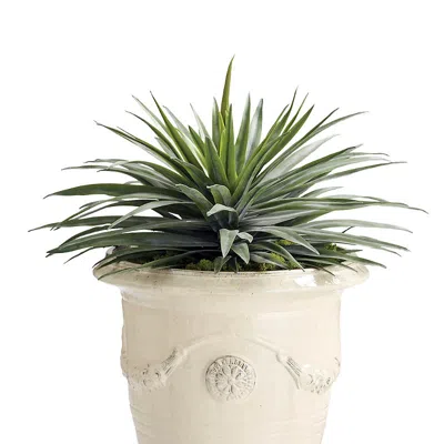 Frontgate Outdoor Potted Desert Aloe In White