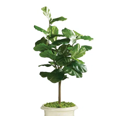 Frontgate Outdoor Potted Fiddle Leaf In Green