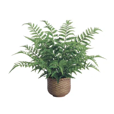 Frontgate Outdoor Tabletop Fern In Wicker Basket In Green