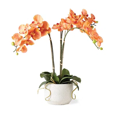 Frontgate Phalaenopsis Cymbidium Orchid In Orange