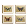 Frontgate Set Of 4 New York Botanical Garden Butterfly Art