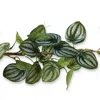 FRONTGATE SILVER FROST PEPEROMIA LIGHTED GARLAND