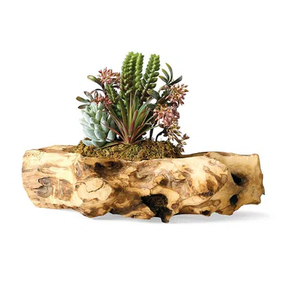 Frontgate Succulents In Natural Wood Log In Brown