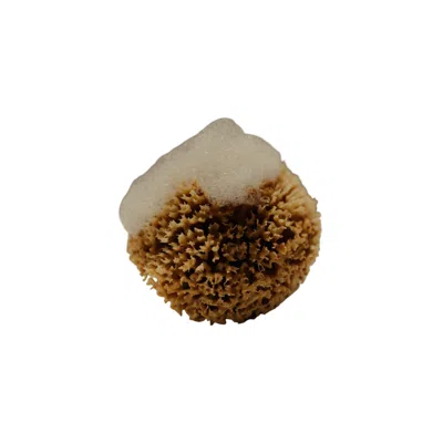 Fysha Calypso Golden Honeycomb Body Sea Sponge