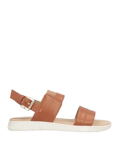 Geox Sandals In Brown