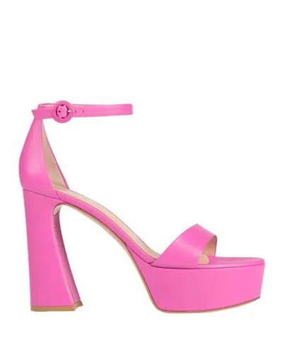 Gianvito Rossi Woman Sandals Fuchsia Size 8 Leather In Pink