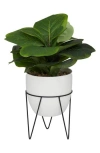 Ginger Birch Studio Green Faux Foliage Potted Artificial Fiddle Fig Leaf Tree In Green