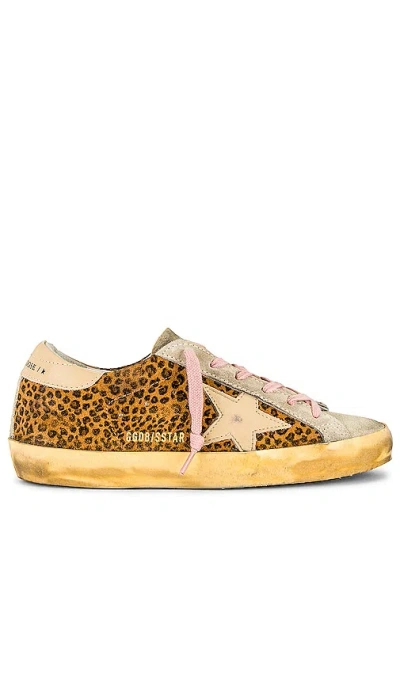 Golden Goose Superstar Sneaker In Maculated Brown  Ivory  & Warm Sand