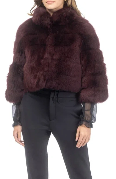 Gorski Genuine Shearling Bolero, Cropped Sleeves In Burgundy