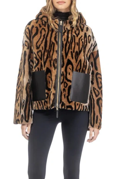 Gorski Genuine Shearling Hooded Jacket, Reversible In Brown