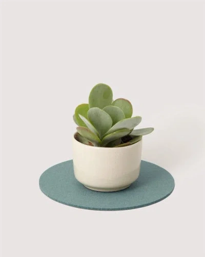 Graf & Lantz Graf Lantz Merino Wool 10" Round Trivet In Green