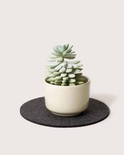 Graf & Lantz Merino Wool 10" Round Trivet In Green