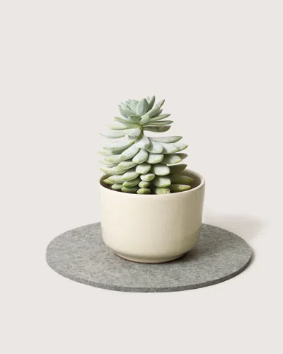 Graf & Lantz Merino Wool 10" Round Trivet In Gray