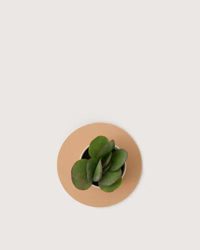 Graf & Lantz Merino Wool 10" Round Trivet In Brown