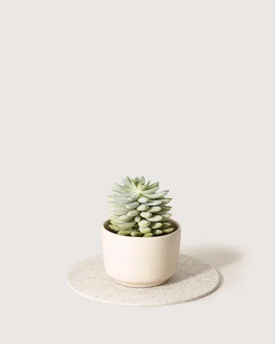 Graf & Lantz Merino Wool 10" Round Trivet In Neutral