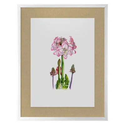 Grand Image Home Amaryllis By Thicket Design - Single Picture Frame Print On Paper In White Framed