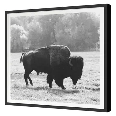 Grand Image Home Bison Fall By Chris Dunker - Single Picture Frame Print On Paper In Black Framed