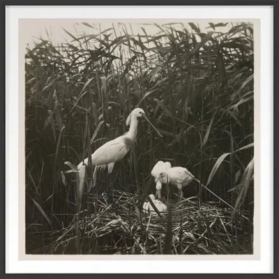 Grand Image Home Coastal Birds 1 By The Studio - Picture Frame Photograph In Brown;white;gray
