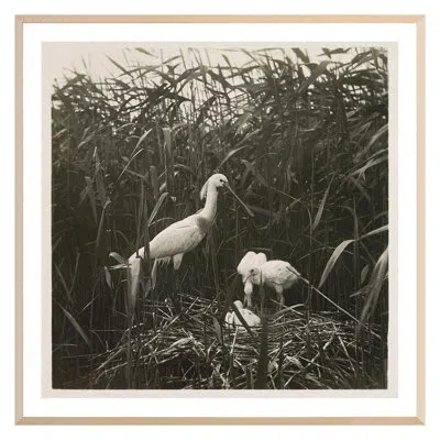 Grand Image Home Coastal Birds 1 By The Studio - Single Picture Frame Print On Paper In Maple Framed