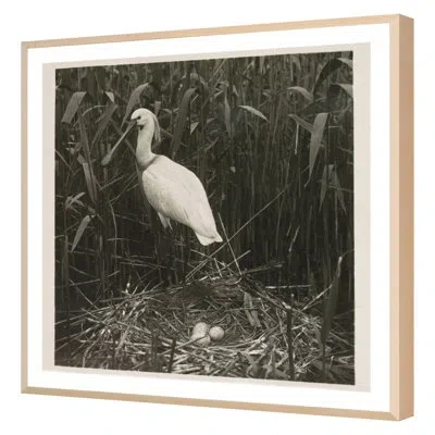 Grand Image Home Coastal Birds 2 By The Studio - Single Picture Frame Print On Paper In Maple Framed