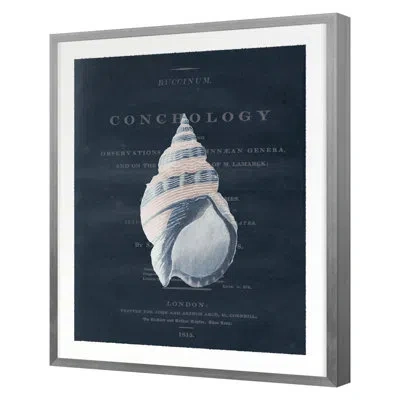 Grand Image Home Conchology Buccinum By Porter Design - Single Picture Frame Print On Paper In Blue;brown;gray